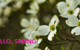 Dogwood flowers. Text: Hello Spring!
