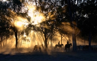 Trail riders on horseback.