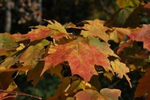 autumn_foliage