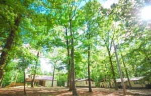 Photo of the cottages amid tall trees.