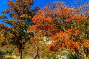 fall-trees-dt51448016