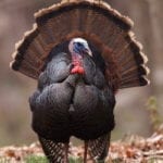 Bird for Oklahoma turkey hunting