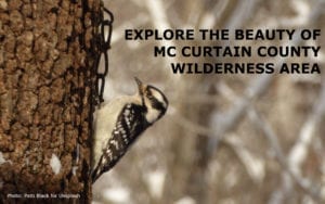 A speckled woodpecker on a tree with the title: Explore the Beauty of McCurtain County Wilderness Area."