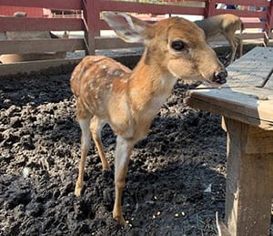 Deer in a petting zoo.