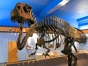the-museum-is-also-home Tyrannosaurus Rex skeleton.