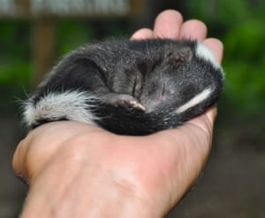 Baby Skunk at a Petting Zoo in Oklahoma
