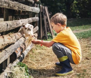 Child feeding Goat at a Petting Zoo in Oklahoma