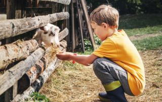 Child feeding Goat at a Petting Zoo in Oklahoma