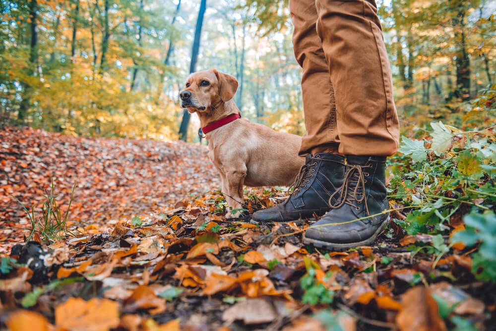 Hiking is a great activity for those staying at pet-friendly cabins in Broken Bow.