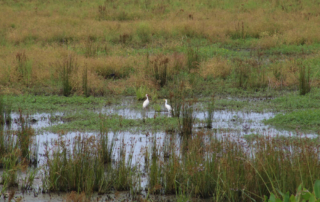 Birds in the Red Slough Wildlife Management Area, found in Idabel, OK.