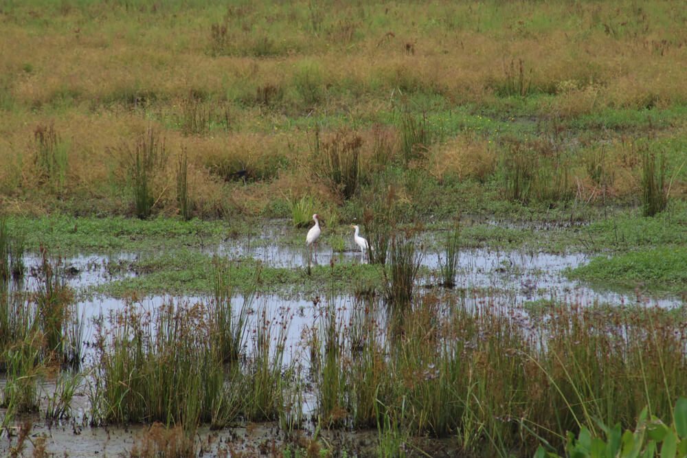 Birds in the Red Slough Wildlife Management Area, found in Idabel, OK.