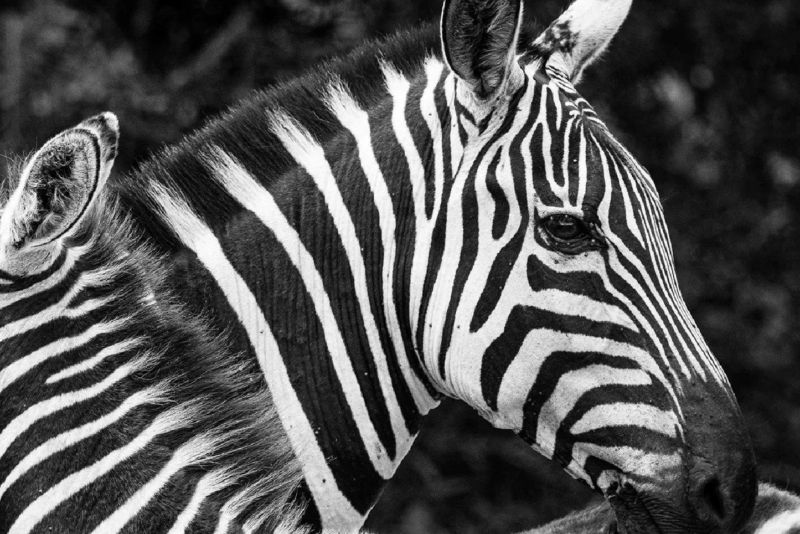 Beavers Bend Safari Park Beavers Bend Creative Escapes