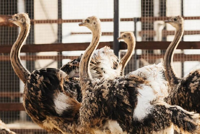 Ostriches found inside an Oklahoma safari park.