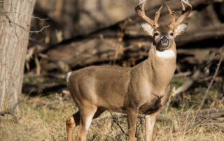 A deer in the woods, one type of wildlife you can see in Oklahoma.